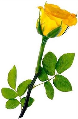 Sarı Gül (Yellow Rose)