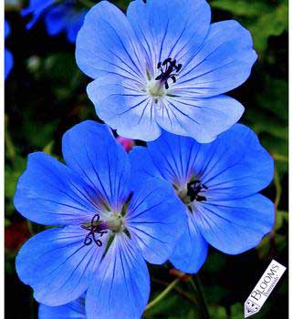 Sardunya (Geranium)