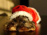 CAGNOLINO NATALIZIO