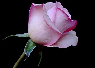 Pembe Gül