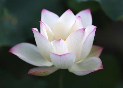 Flor6