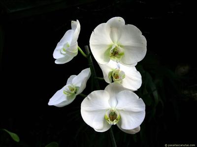 Flor24