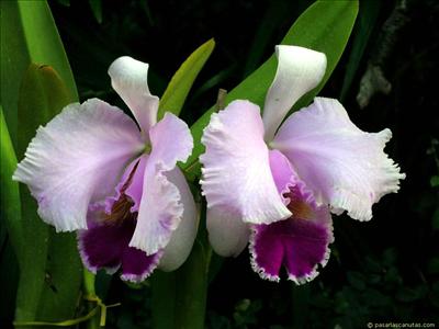 Flor13