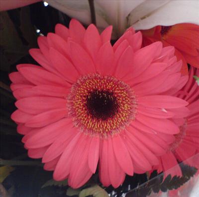 Flor5