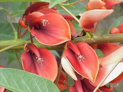 Flor3
