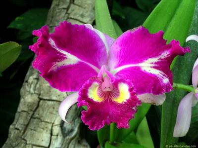 Flor19