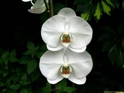 Flor10