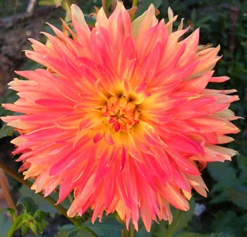 Flor8