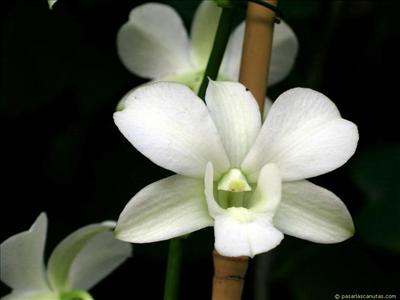 Flor20