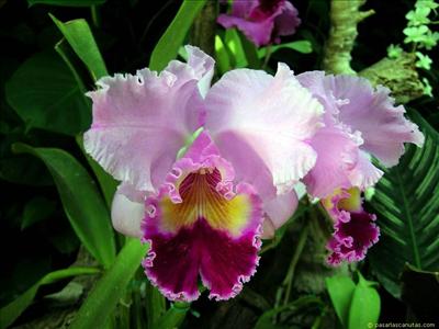 Flor23