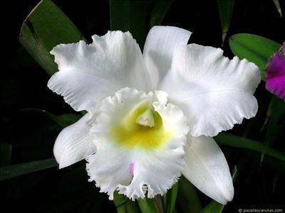 Flor9