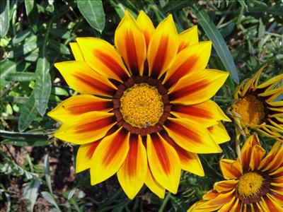 Flor4