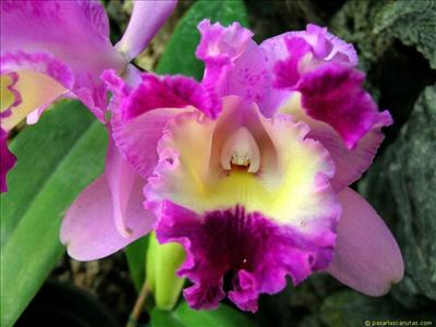 Flor11