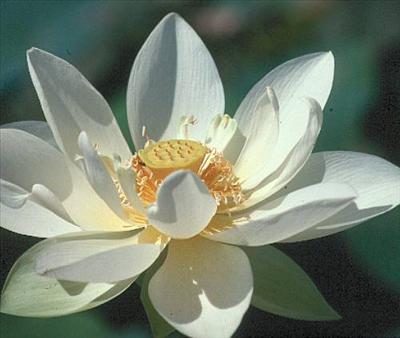 FLor1
