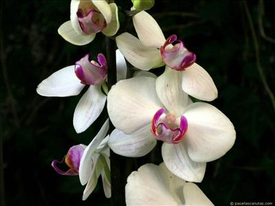 Flor12