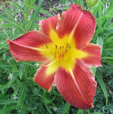 Flor7