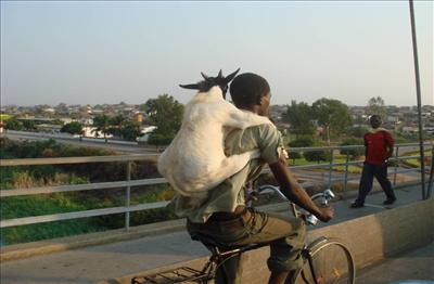 goat