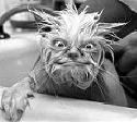 Old Gremlin