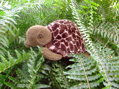 Jungle Lalla