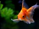 Cri de Poisson