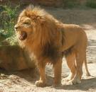 Cri De Lion