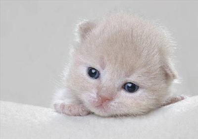 kedi-2