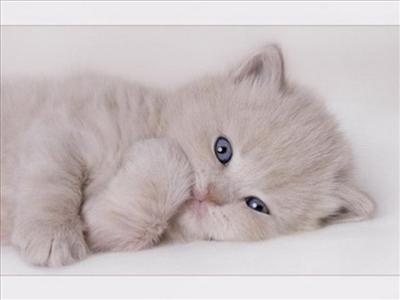 kedi