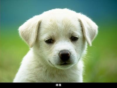 KÖPEK