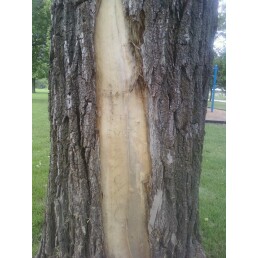 A tree trunk.