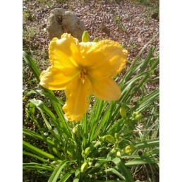 Day lilly