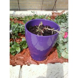 Purple flowerpot