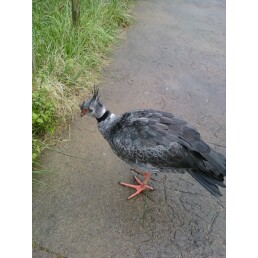 A bird .