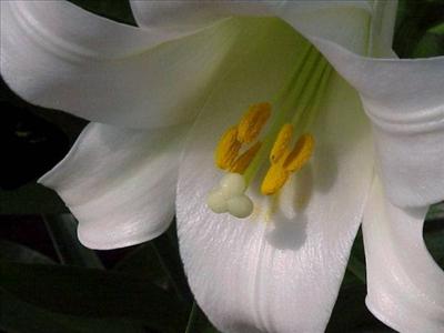 Beyaz Çiçek