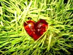 Attractive Heart ♥