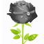 black rose
