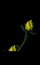 Animated Yellow Rose