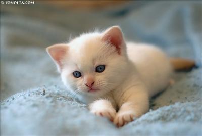 Kitten