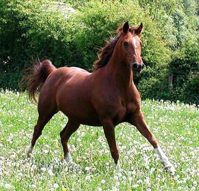 Horse