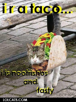 Taco cat