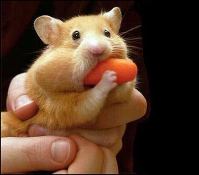 A Hamster
