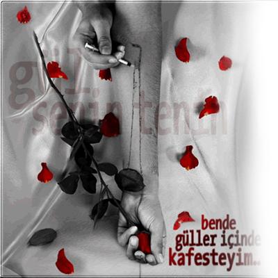 gül senn için