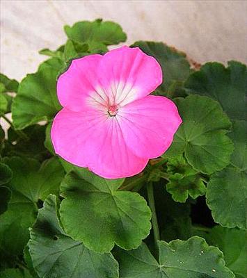 Pembe Sardunya