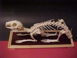 rabbit bone