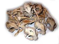 cat bone