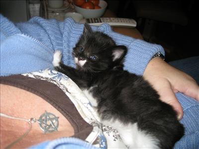 Kattunge