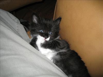 Kattunge 2
