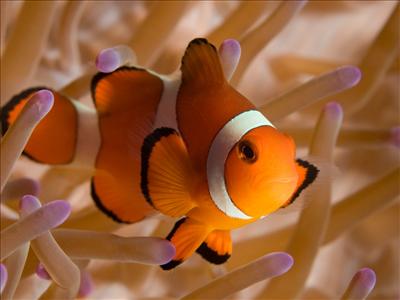 Clown fish Photo by Amanda Cotton