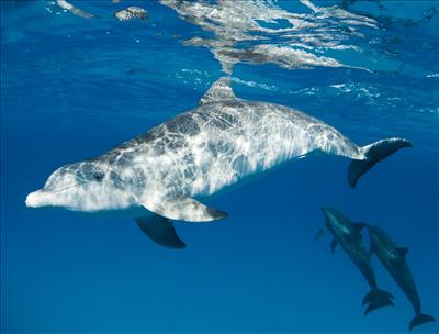 Dolphins Photo by Amanda Cotton www.acottonphoto.com 