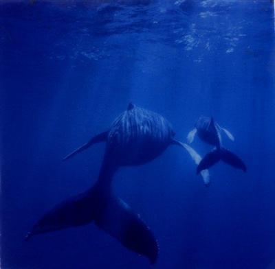 Save them!