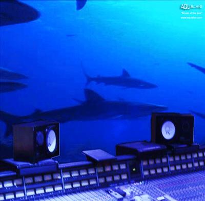Ecouter la mer pour sauver les océans